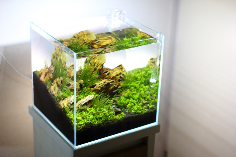 ADA 30センチ水槽　クリアガラスフタ付き キューブガーデン | ADA - PRODUCT - 水槽関連用品